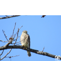 گونه ترمتای Merlin